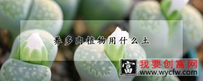 养多肉植物用什么土