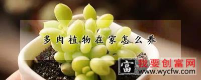 多肉植物在家怎么养