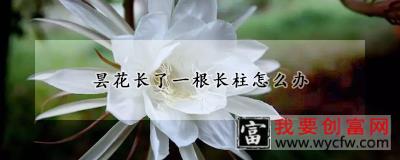 昙花长了一根长柱怎么办