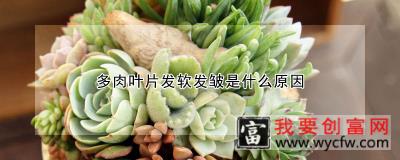 多肉叶片发软发皱是什么原因