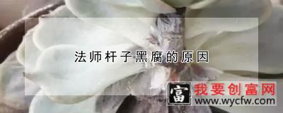 法师杆子黑腐的原因