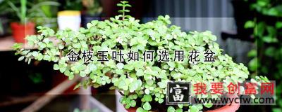 金枝玉叶如何选用花盆