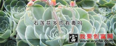 石莲花多肉有毒吗