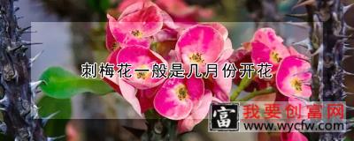 刺梅花一般是几月份开花