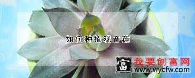 如何种植观音莲