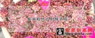 紫米粒什么时候开花