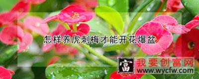 怎样养虎刺梅才能开花爆盆