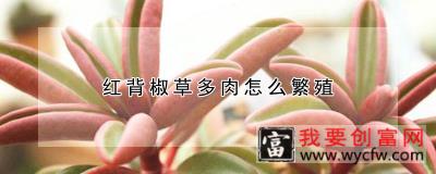 红背椒草多肉怎么繁殖