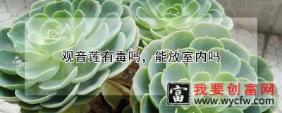 观音莲有毒吗，能放室内吗