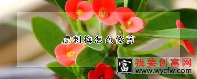 虎刺梅怎么修剪