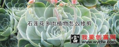 石莲花多肉植物怎么修剪