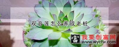 观音莲怎么养成老桩