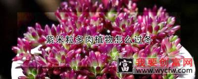 紫米粒多肉植物怎么过冬