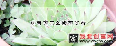 观音莲怎么修剪好看