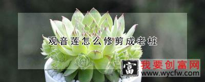 观音莲怎么修剪成老桩