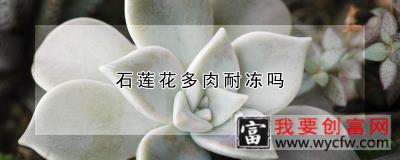 石莲花多肉耐冻吗