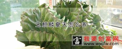 玉麒麟夏天怎么养