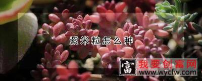 紫米粒怎么种