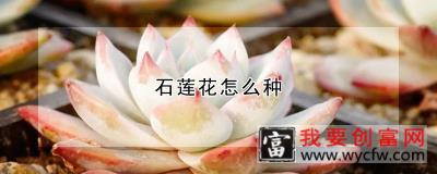 石莲花怎么种