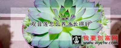 观音莲怎么养才长得好