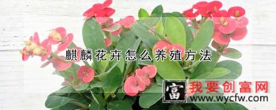 麒麟花卉怎么养殖方法