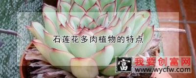 石莲花多肉植物的特点