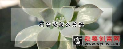 石莲花怎么分株