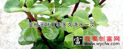 金枝玉叶夏季多久浇水一次