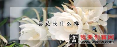 昙花长什么样