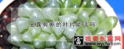 玉露剪断的叶片能活吗