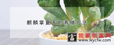 麒麟掌夏天的<a href=https://www.wycfw.com/e/tags/?tagid=63 target=_blank class=infotextkey><a href=https://www.wycfw.com/yangzhi/ target=_blank class=infotextkey>养殖</a></a>方法