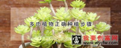 多肉植物正确<a href=https://www.wycfw.com/zhongzhi/ target=_blank class=infotextkey>种植</a>步骤