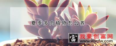 夏季多肉植物怎么养