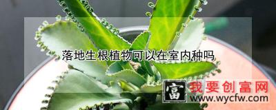 落地生根植物可以在室内种吗