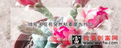 绯花玉花苞突然枯萎是为什么