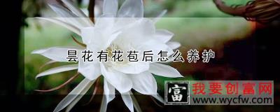 昙花有花苞后怎么养护