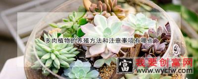 多肉植物的<a href=https://www.wycfw.com/e/tags/?tagid=63 target=_blank class=infotextkey><a href=https://www.wycfw.com/yangzhi/ target=_blank class=infotextkey>养殖</a></a>方法和注意事项有哪些