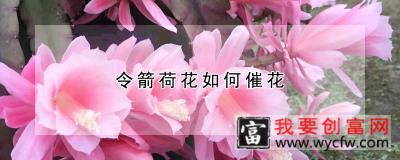 令箭荷花如何催花