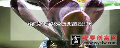 多肉火狐狸的养殖方法和注意事项