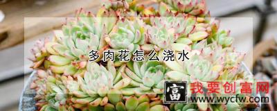 多肉花怎么浇水