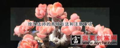 玫瑰法师的养殖方法和注意事项