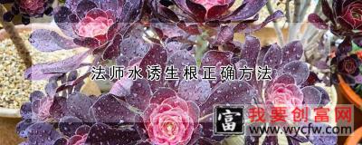 法师水诱生根正确方法