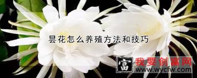 昙花怎么养殖方法和技巧