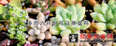 多肉六月份可以换盆吗