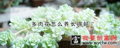 多肉花怎么养长得好