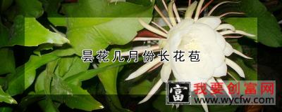 昙花几月份长花苞