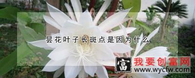 昙花叶子长斑点是因为什么