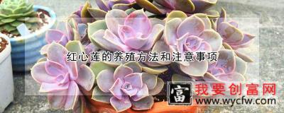 红心莲的养殖方法和注意事项