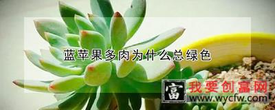 蓝苹果多肉为什么总绿色