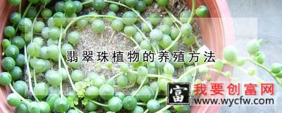 翡翠珠植物的养殖方法